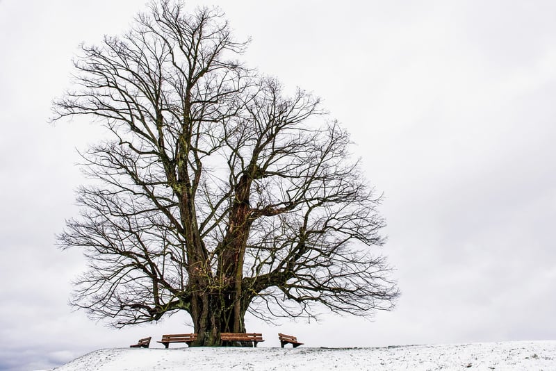 Tree Mountain